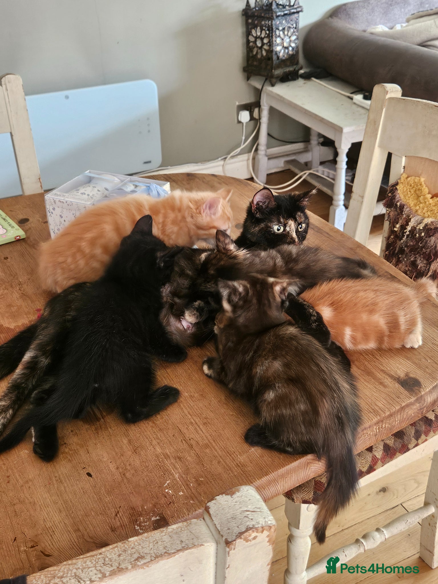 Mixed Breed cats Adorable kittens looking for forever homes - Advert 1