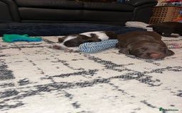 Sprocker dogs for sale: Beautiful sprocker puppies  - Image 9