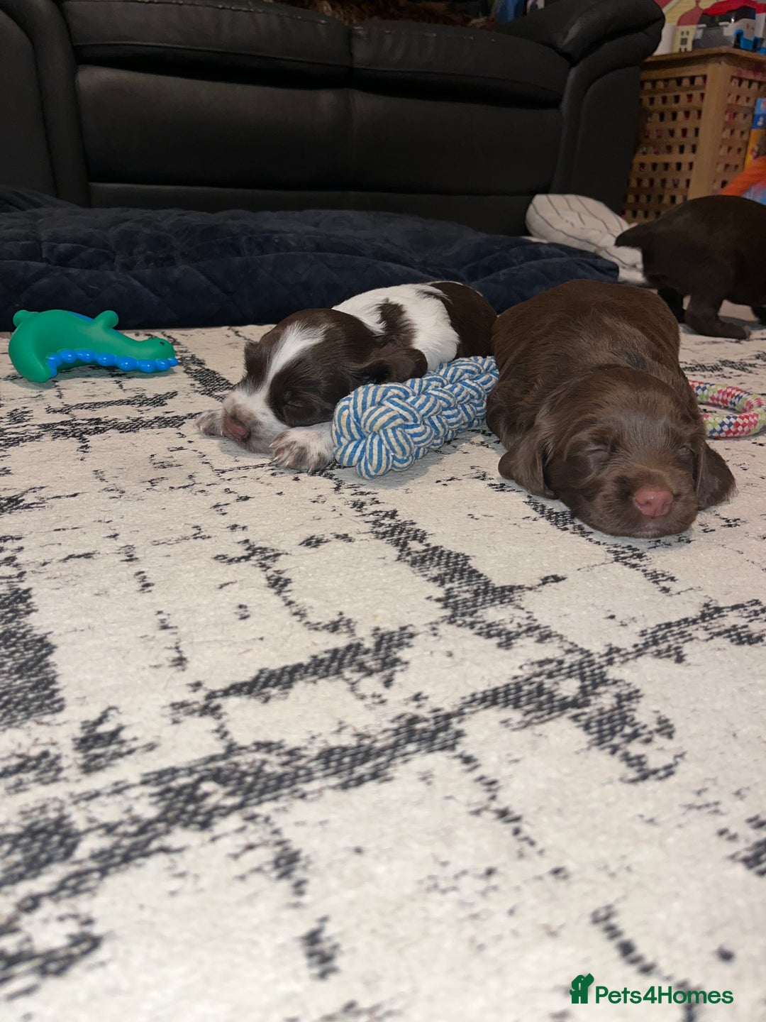Sprocker dogs for sale: Beautiful sprocker puppies  - Image 9