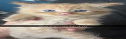Mixed Breed cats for sale: Kittens  - Advert 2