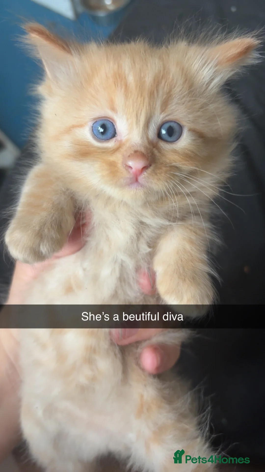 Mixed Breed cats for sale: Kittens  - Advert 2