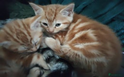 Mixed Breed cats for sale: Adorable playful kittens - Image 12