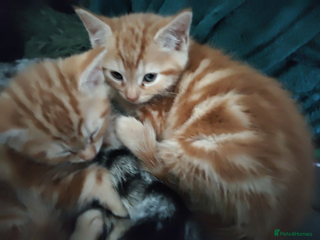 Mixed Breed cats for sale: Adorable playful kittens - Image 12