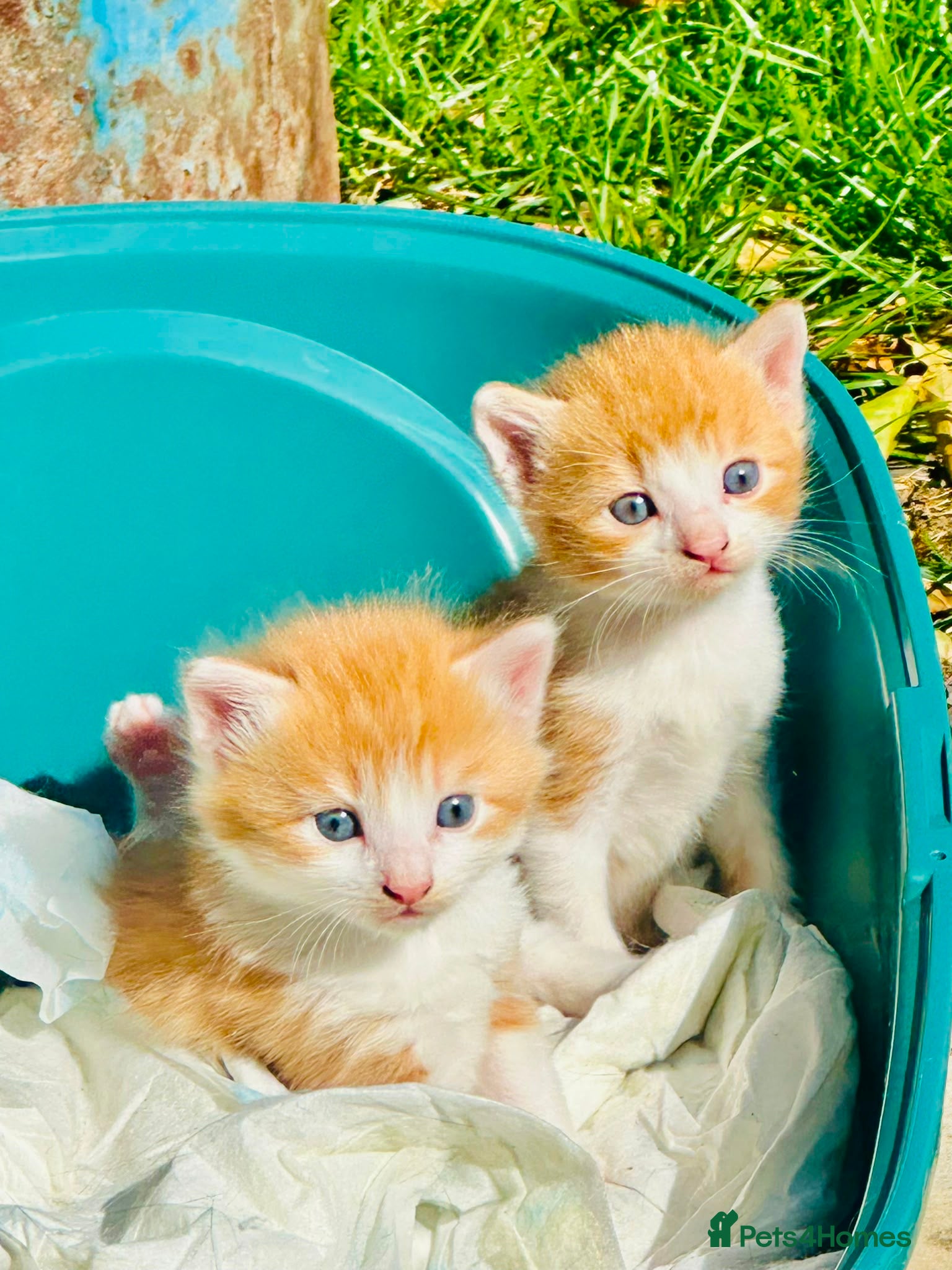 Mixed Breed cats Ginger and mixed kittens - Advert 15