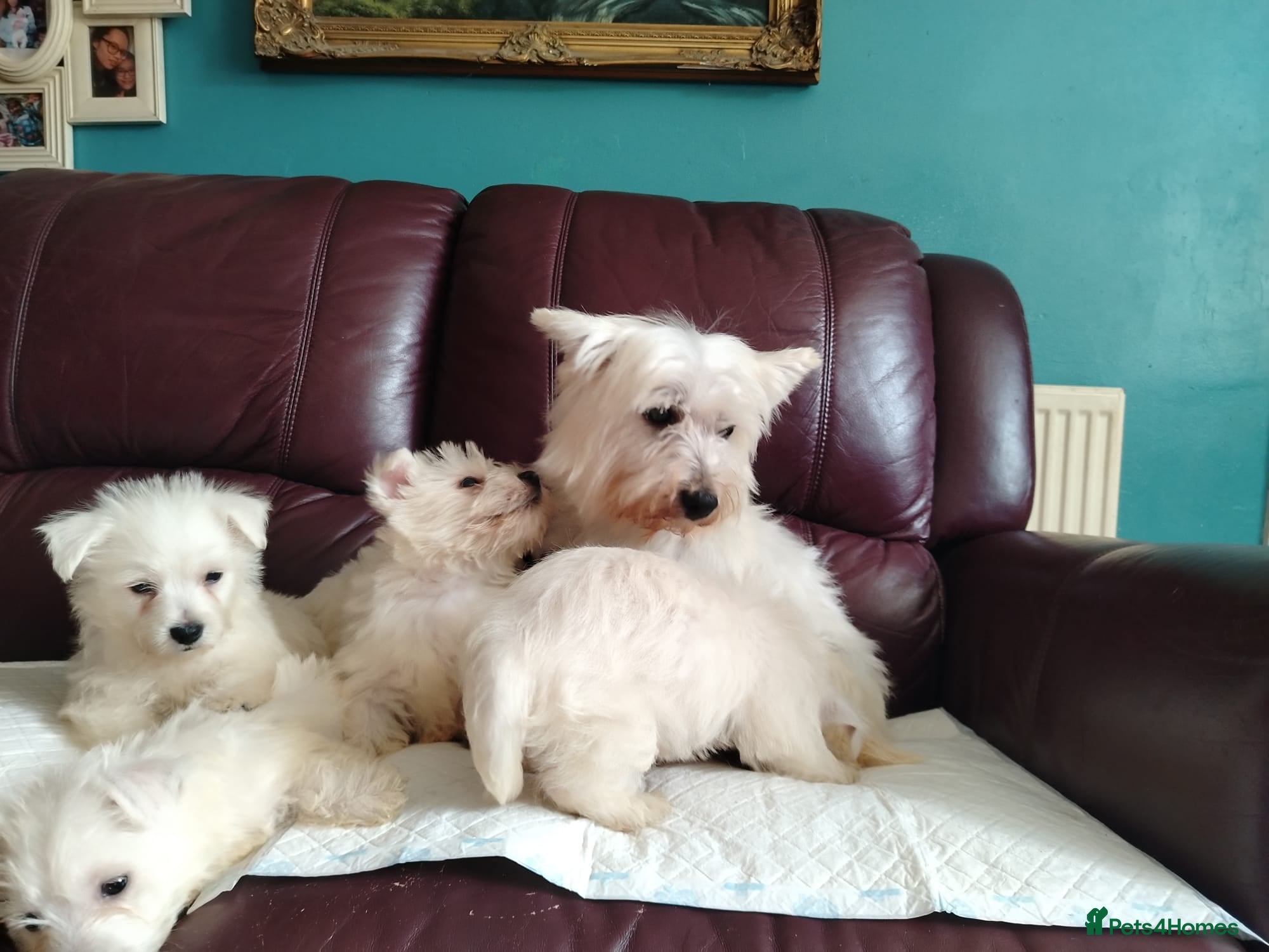 West Highland Terrier dogs for sale: Beautiful West Highland terrier puppies available - Advert 6