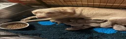 Labrador Retriever dogs for sale: Dna clear silver labrador pups  - Advert 1