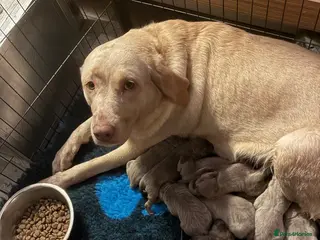 Labrador Retriever dogs Dna clear kc silver labrador pups - Advert 2