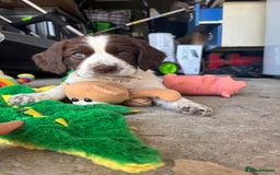 English Springer Spaniel dogs for sale: KENNEL CLUB Pedigree Springer Spaniel Puppies - Image 24