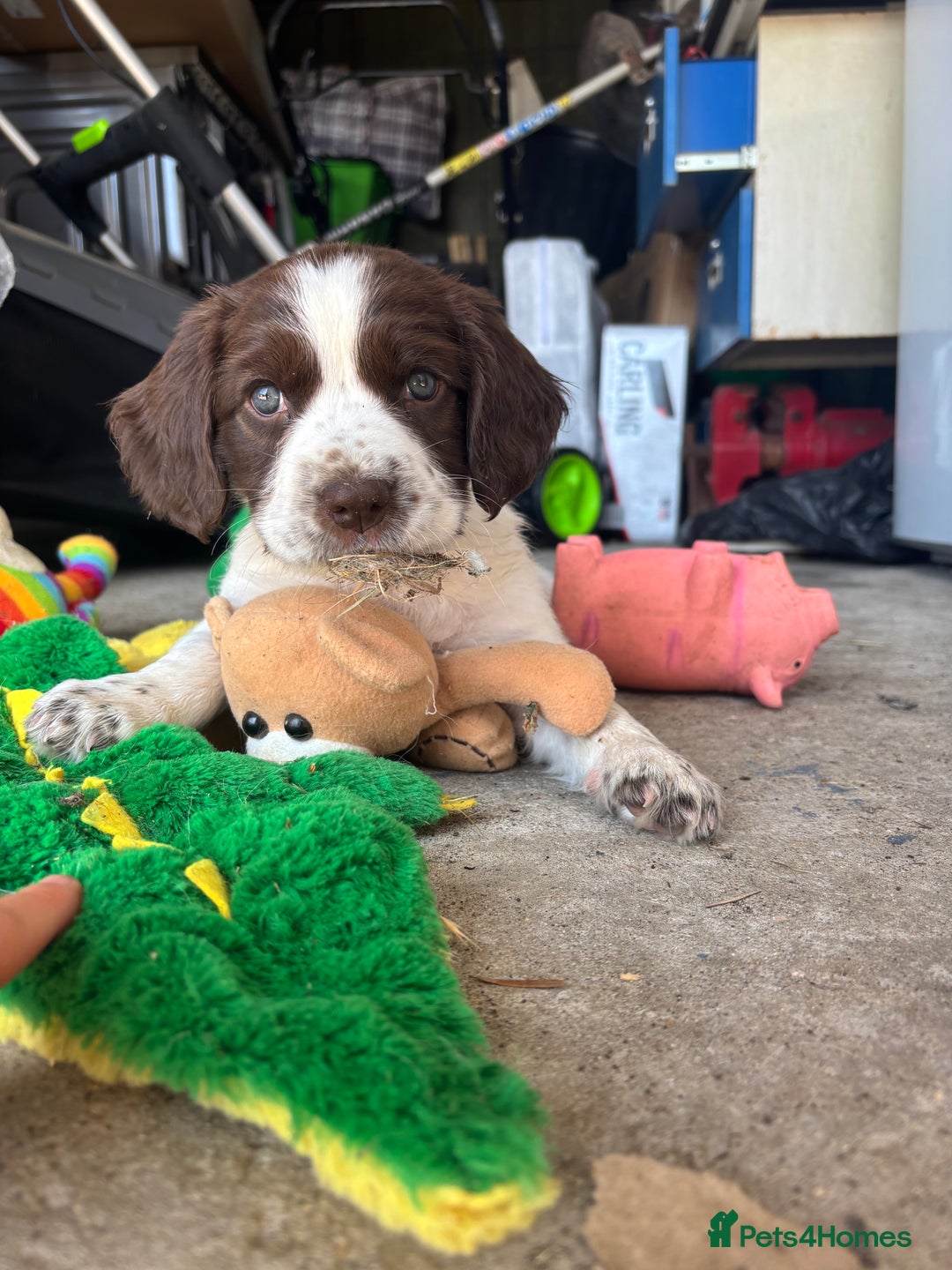 English Springer Spaniel dogs for sale: KENNEL CLUB Pedigree Springer Spaniel Puppies - Image 24