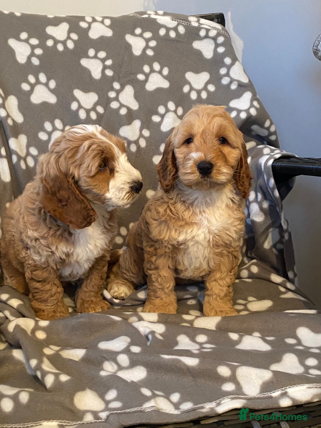 Cockapoo dogs for sale: Cockapoo puppies for sale  - Advert 3