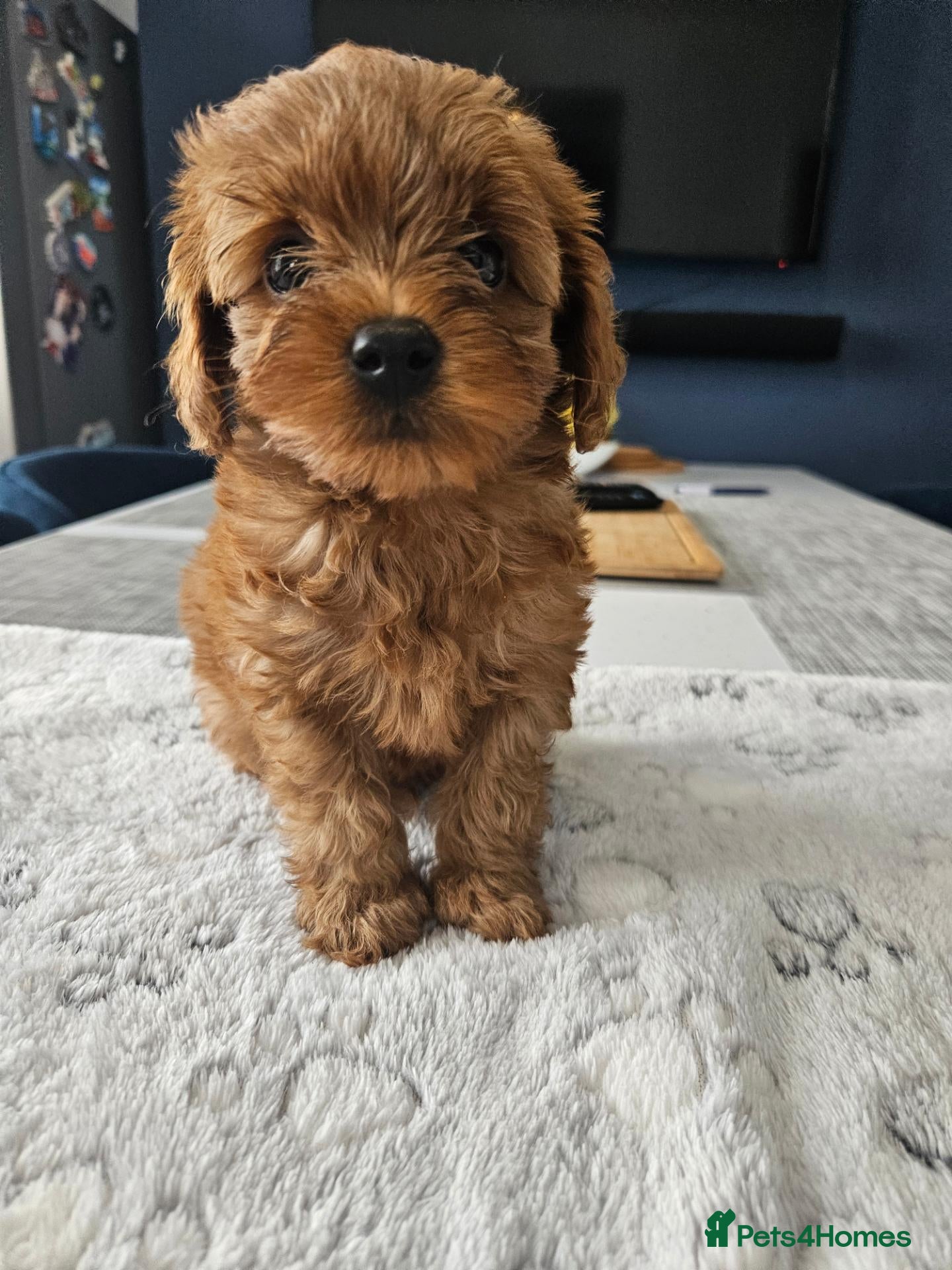 Cavapoo dogs LAST BOY LEFT. Ready 28th Oct F2B Toy cavapoo  - Advert 5