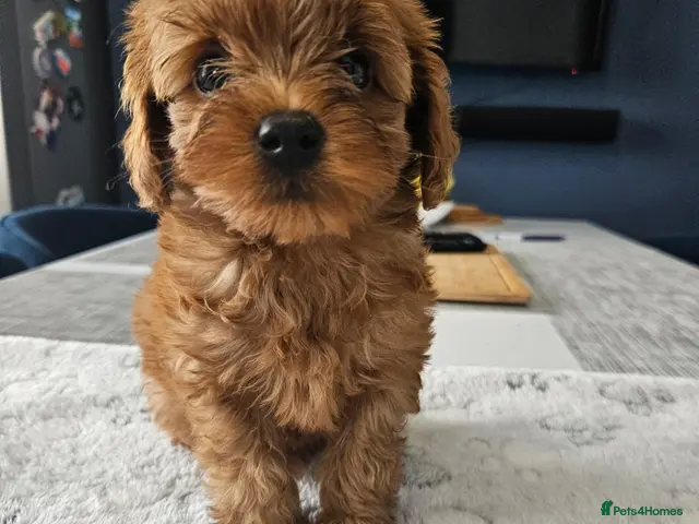 Cavapoo dogs LAST BOY LEFT. Ready 28th Oct F2B Toy cavapoo - Advert 5