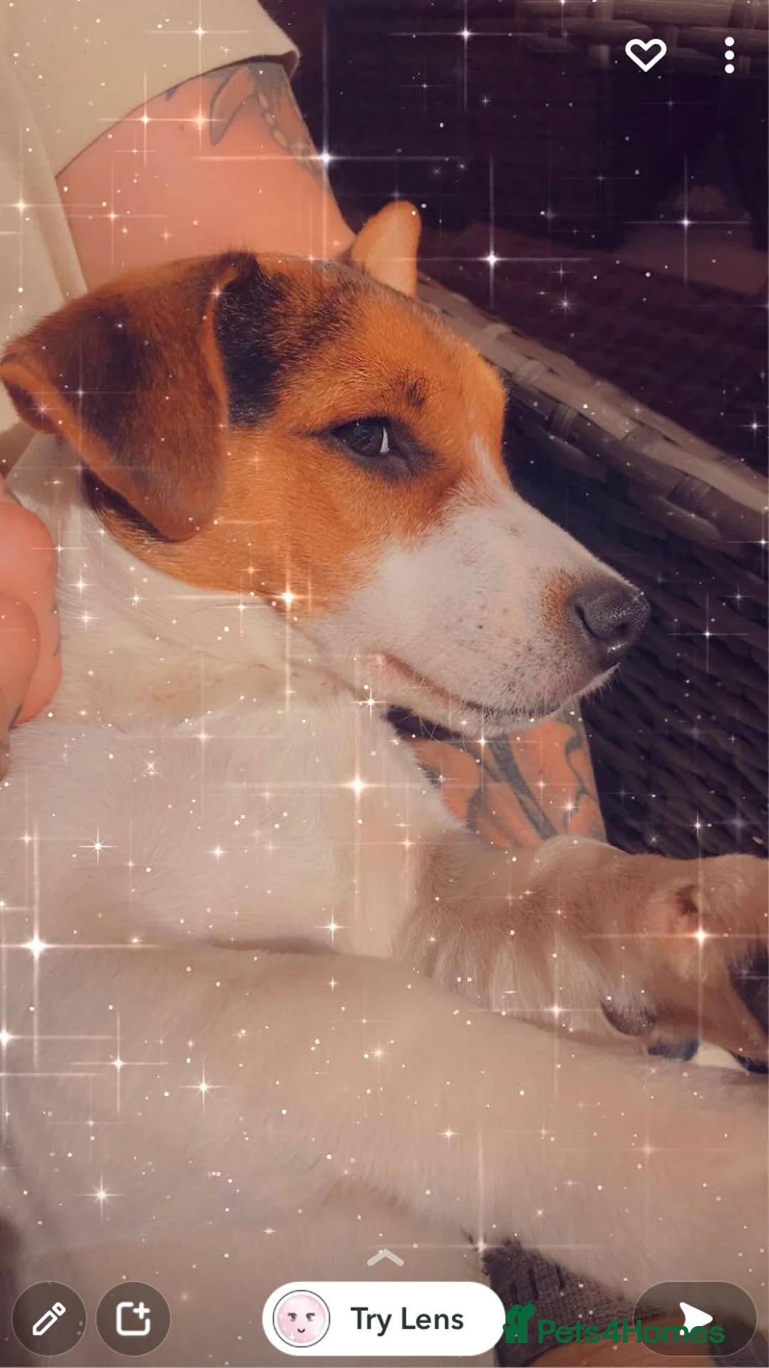 Jack Russell dogs for stud: Proven Short legged true  jack Russell for stud  in Eastleigh - Advert 4