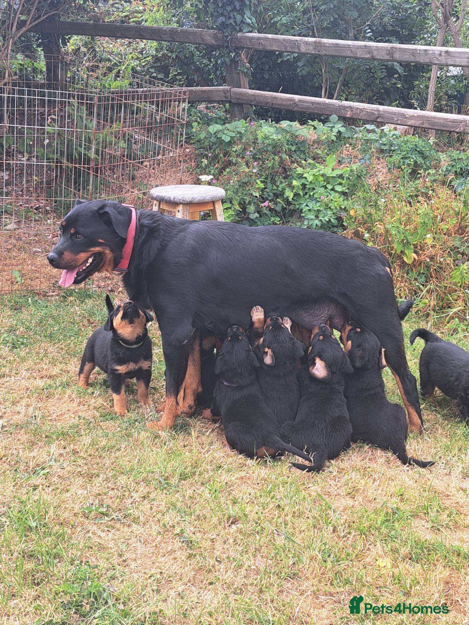 Rottweiler dogs Pedigree Rottweilers  - Advert 6