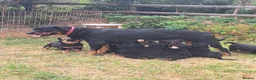 Rottweiler dogs for sale: Pedigree Rottweilers  in Lampeter - Advert 1