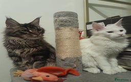 Maine Coon cats for sale: two girl with 5 pedigree maine coon - Advert 20