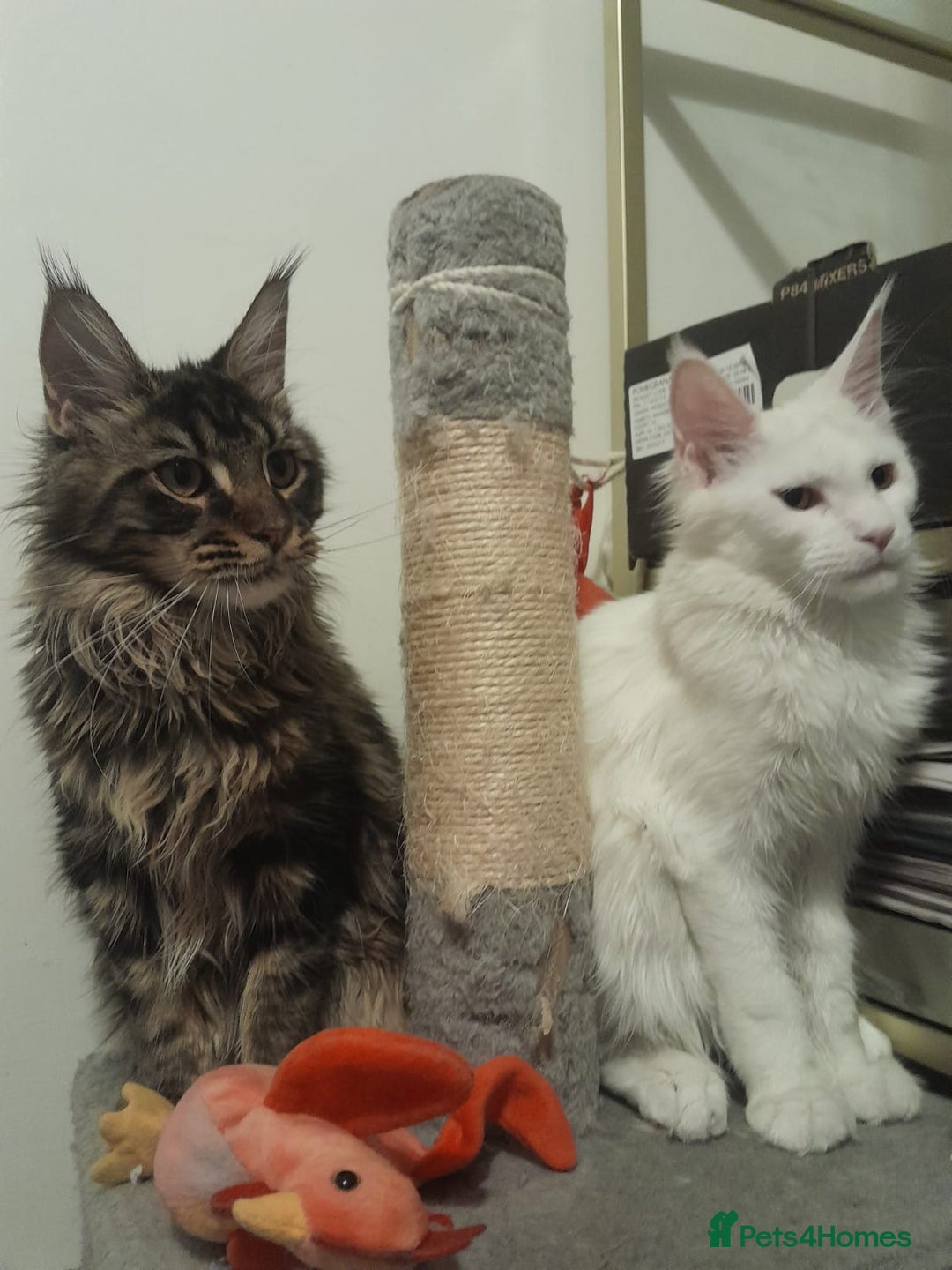 Maine Coon cats for sale: two girl with 5 pedigree maine coon - Advert 20