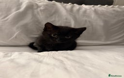 Domestic Shorthair cats for sale: Black and white kittens for sale  - Advert 4