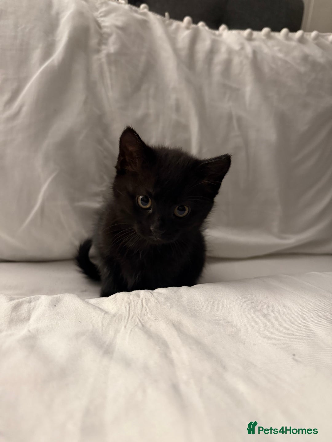 Domestic Shorthair cats for sale: Black and white kittens for sale  - Advert 4