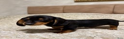 Miniature Dachshund dogs for sale: Miniature Dachshund Black and Tan Boy smooth hair - Advert 5