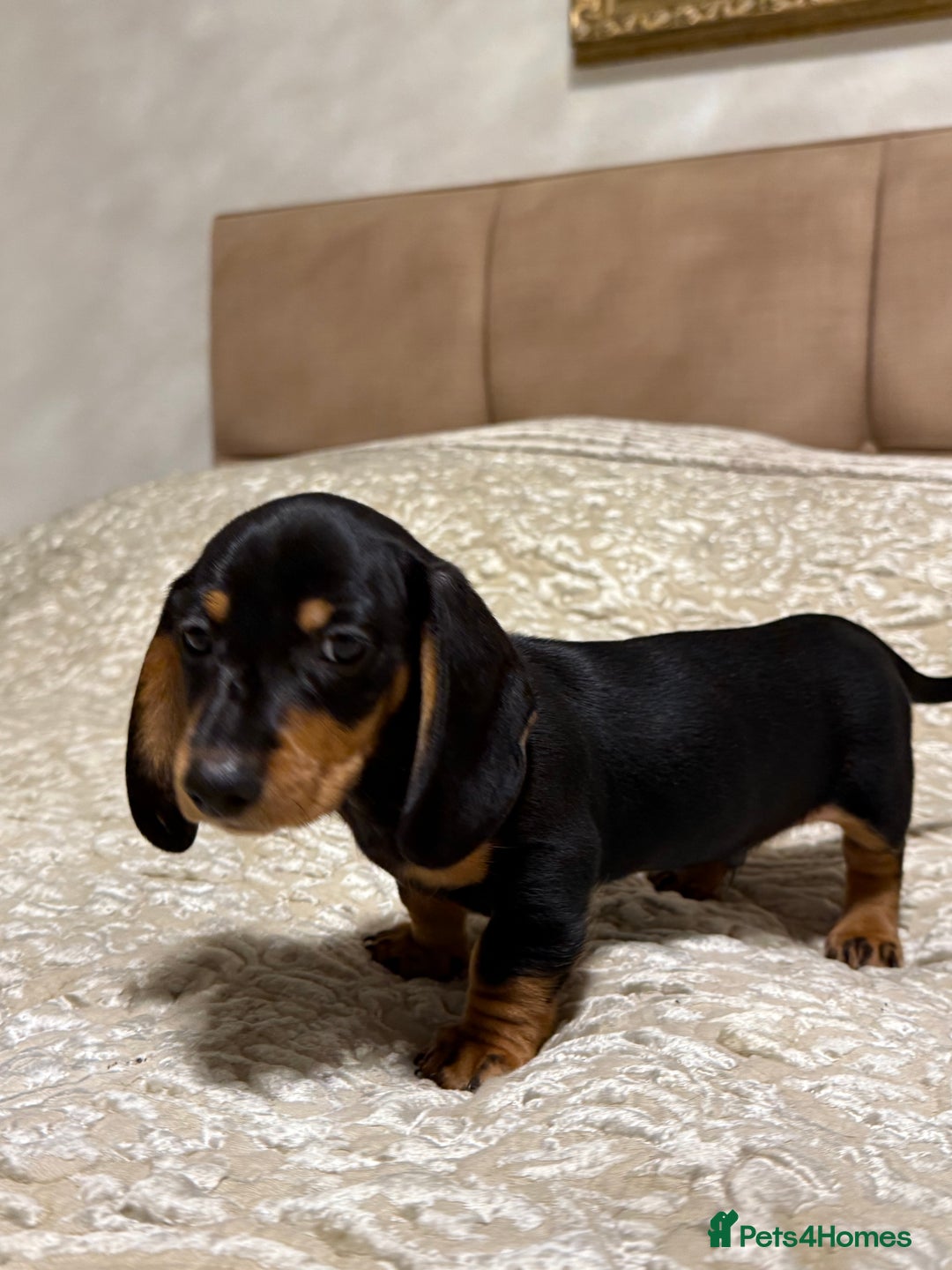 Miniature Dachshund dogs for sale: Miniature Dachshund Black and Tan Boy smooth hair - Advert 5
