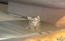 Mixed Breed cats for sale: 2 male ginger 2 female tabby  - Image 6