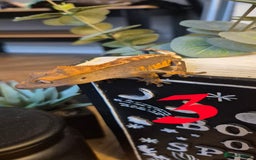 Gecko reptiles for sale: Crested Geckos in Liverpool - Image 8