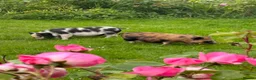 Pig livestock for sale: Miniature piglets-sandy & black/black spot - Advert 10