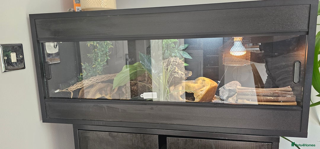 Leopard Gecko reptiles for sale: Leopard Gecko for sale - Image 6