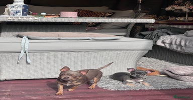Chihuahua dogs - Advert 9