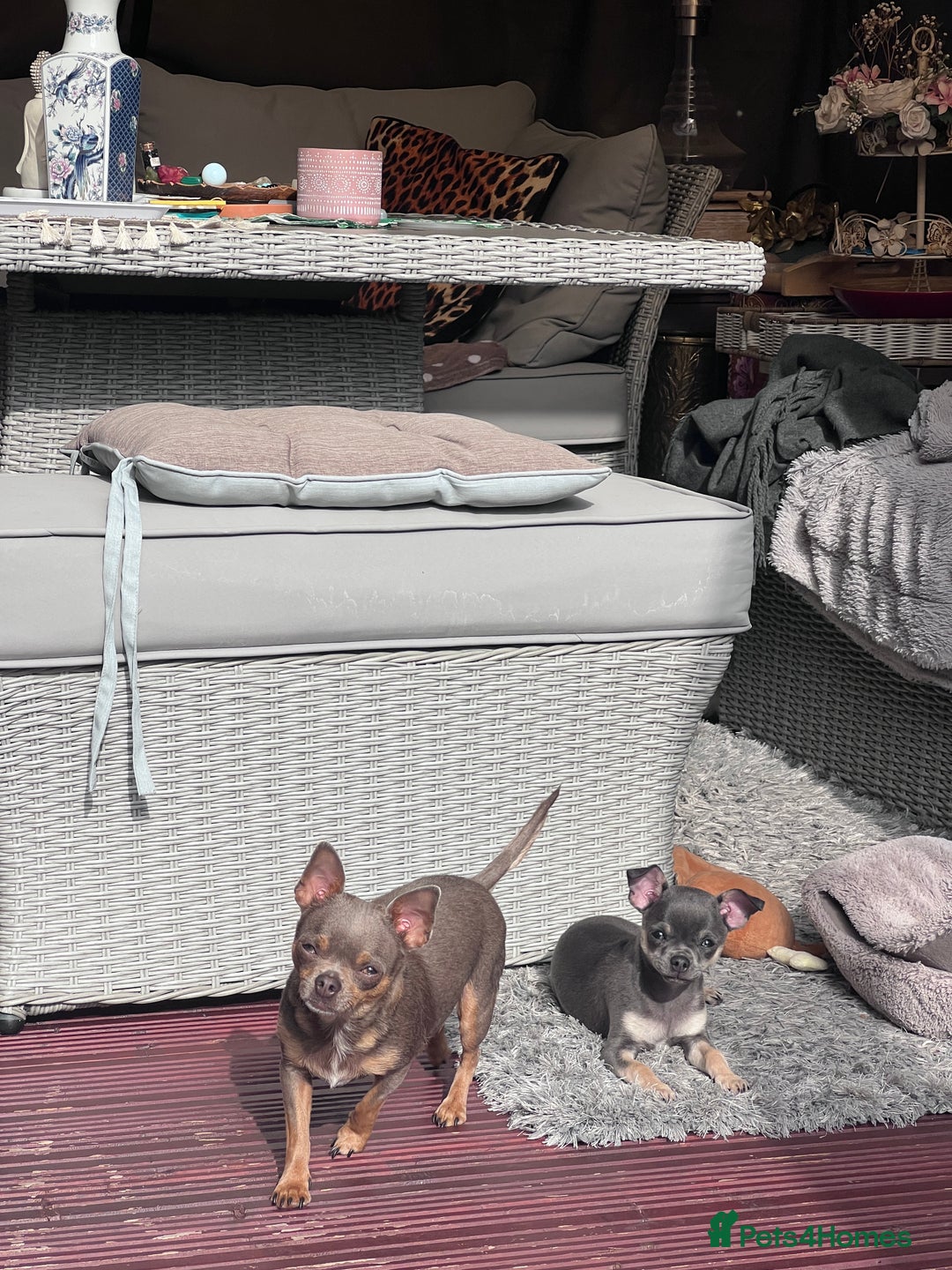 Chihuahua dogs for sale: READY one boy left  (lilac) chihuahua pup left💜🐾 - Image 2