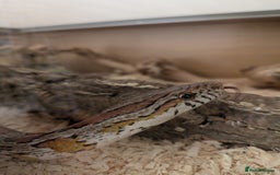 Corn Snake reptiles for sale: Corn Snake - Image 2