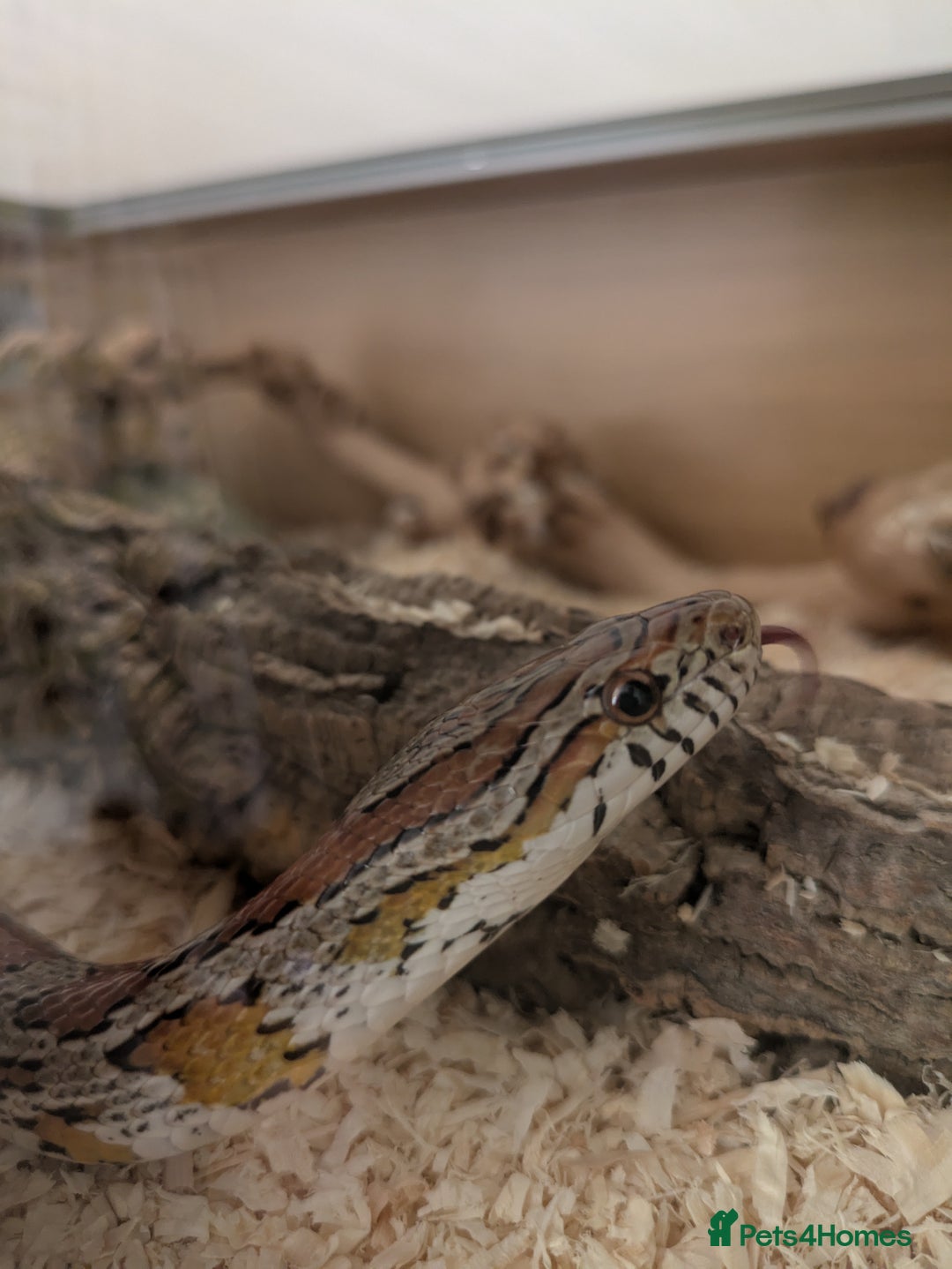 Corn Snake reptiles for sale: Corn Snake - Image 2