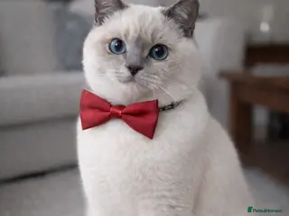 British Shorthair cats Pedigree White British Shorthair - Colourpoint BSH - Advert 16