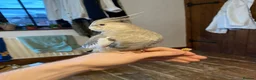 Cockatiels birds for sale: 4 Adult Cockatiels (2M, 2F) (Cages Included) - Advert 6