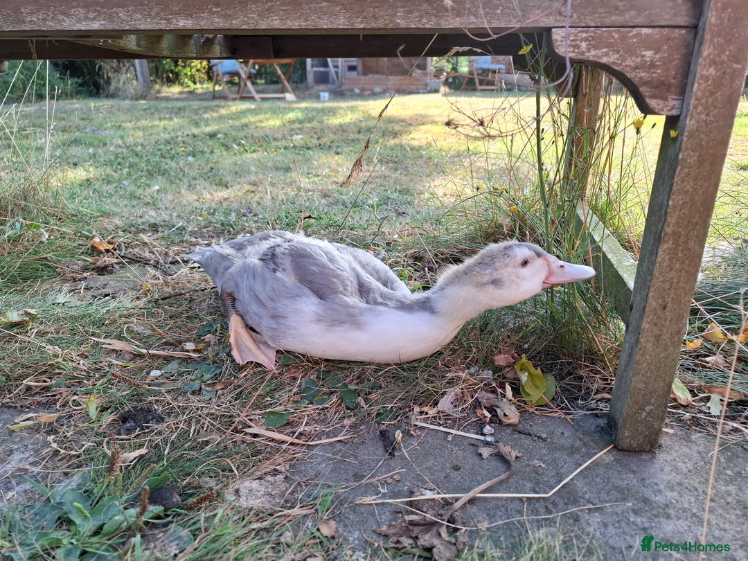 Ducks poultry for sale: Two young lavender Muscovy drakes for sale - Image 3