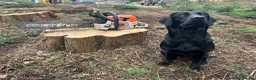 Labrador Retriever dogs for sale:  FTW Sired Working Labrador Pups – Black & Fox Red - Advert 10