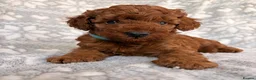 Toy Poodle dogs for sale: 🐾 KC register Red Toy Poodle Puppies 🐾  in Caerphilly - Advert 5