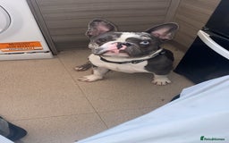 French Bulldog dogs for sale: Miss  - Image 3