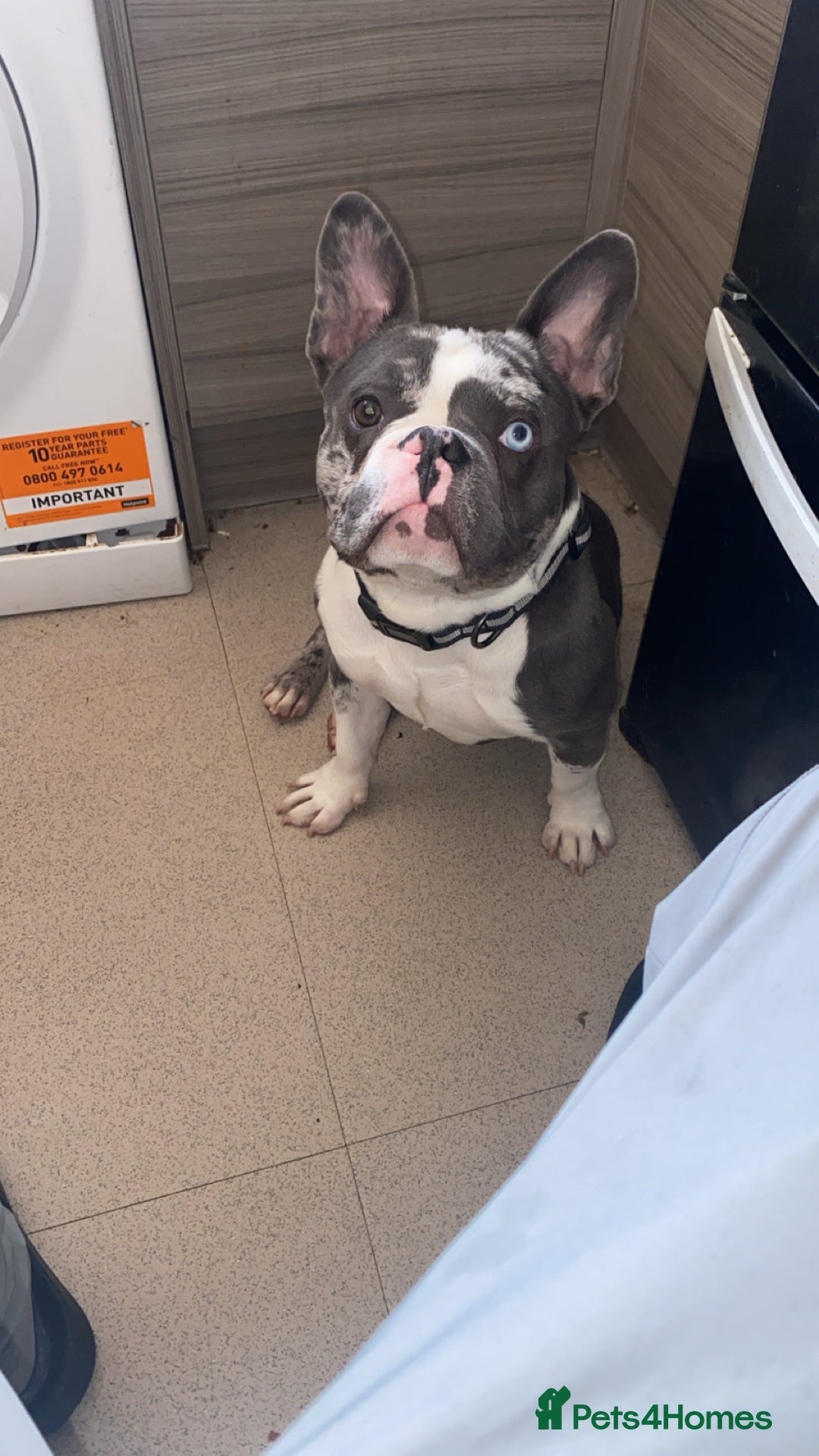 French Bulldog dogs for sale: Miss  - Image 3