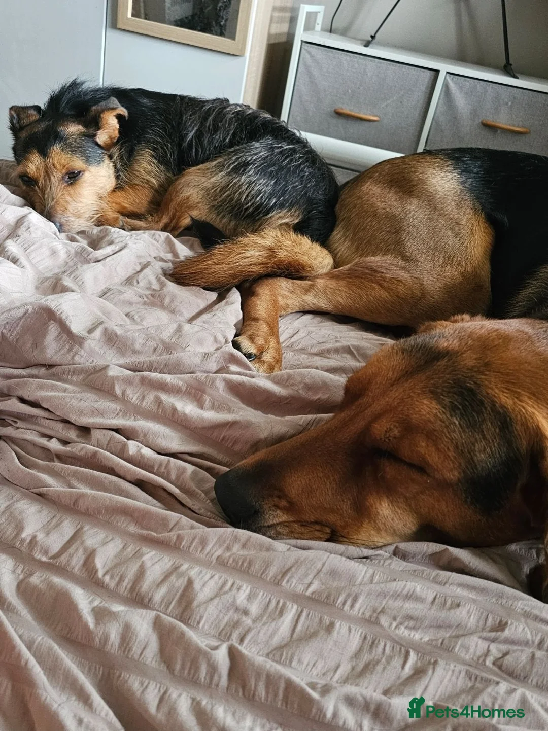 Mixed Breed dogs for sale: Freddy-TheLovely German shepherd cross rottweiler  - Advert 6