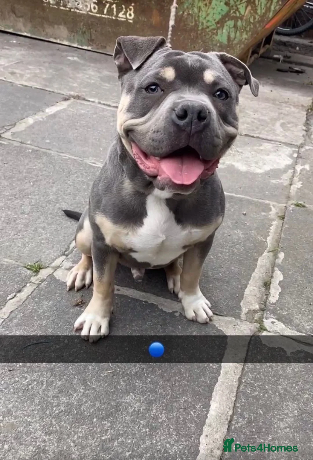 American Bully dogs for stud: Tri-Merle pocket bully STUD in Bradford - Advert 2