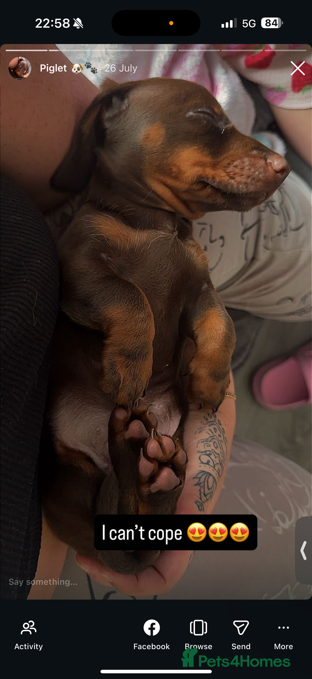 Miniature Dachshund dogs for sale: 6 months miniature dachshund - Advert 4