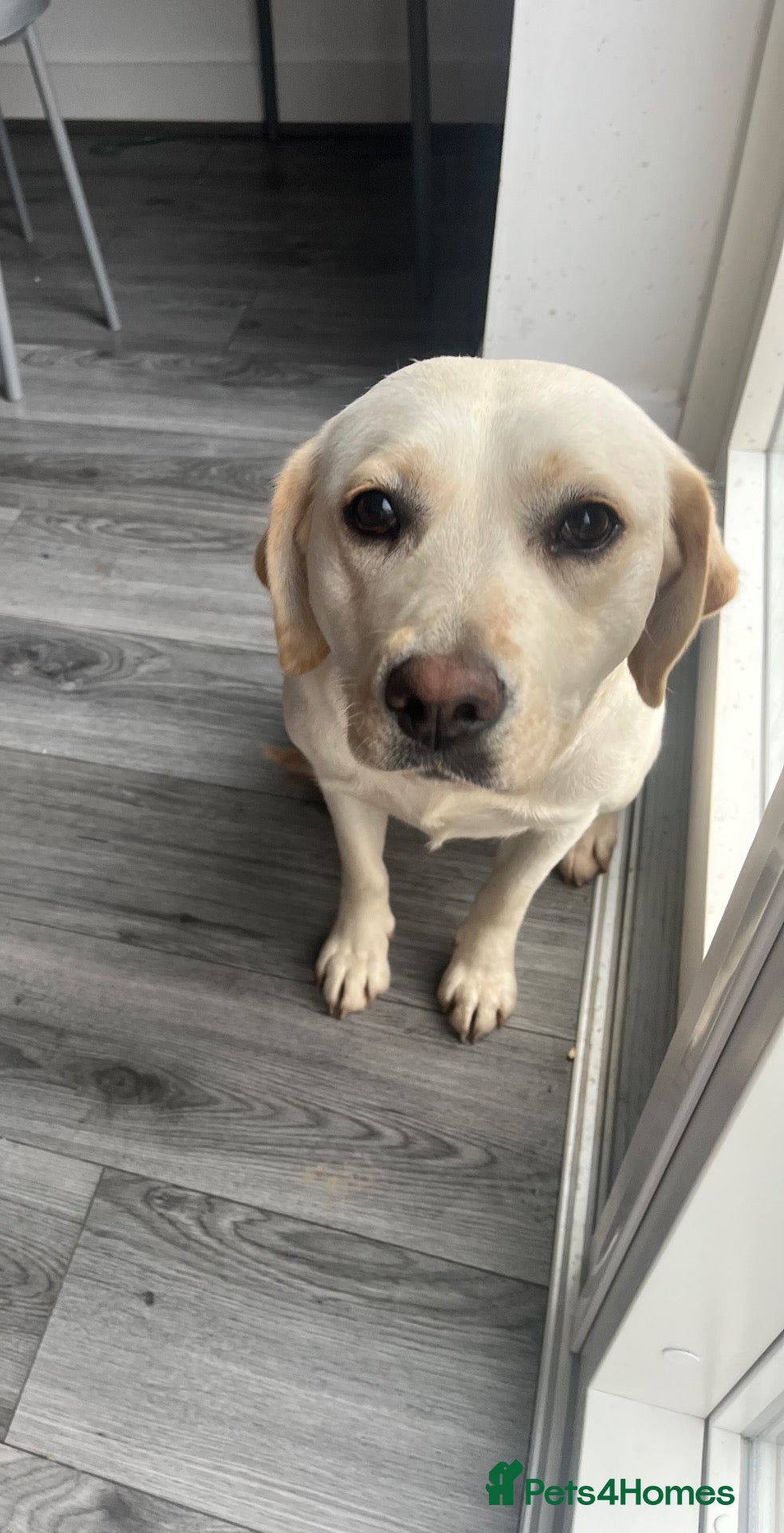 Labrador Retriever dogs Labrador female 1 year old - Advert 6
