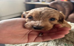 Cavapoo dogs for sale: ⭐️F1B COCKAPOO PUPS ⭐️ - Image 15