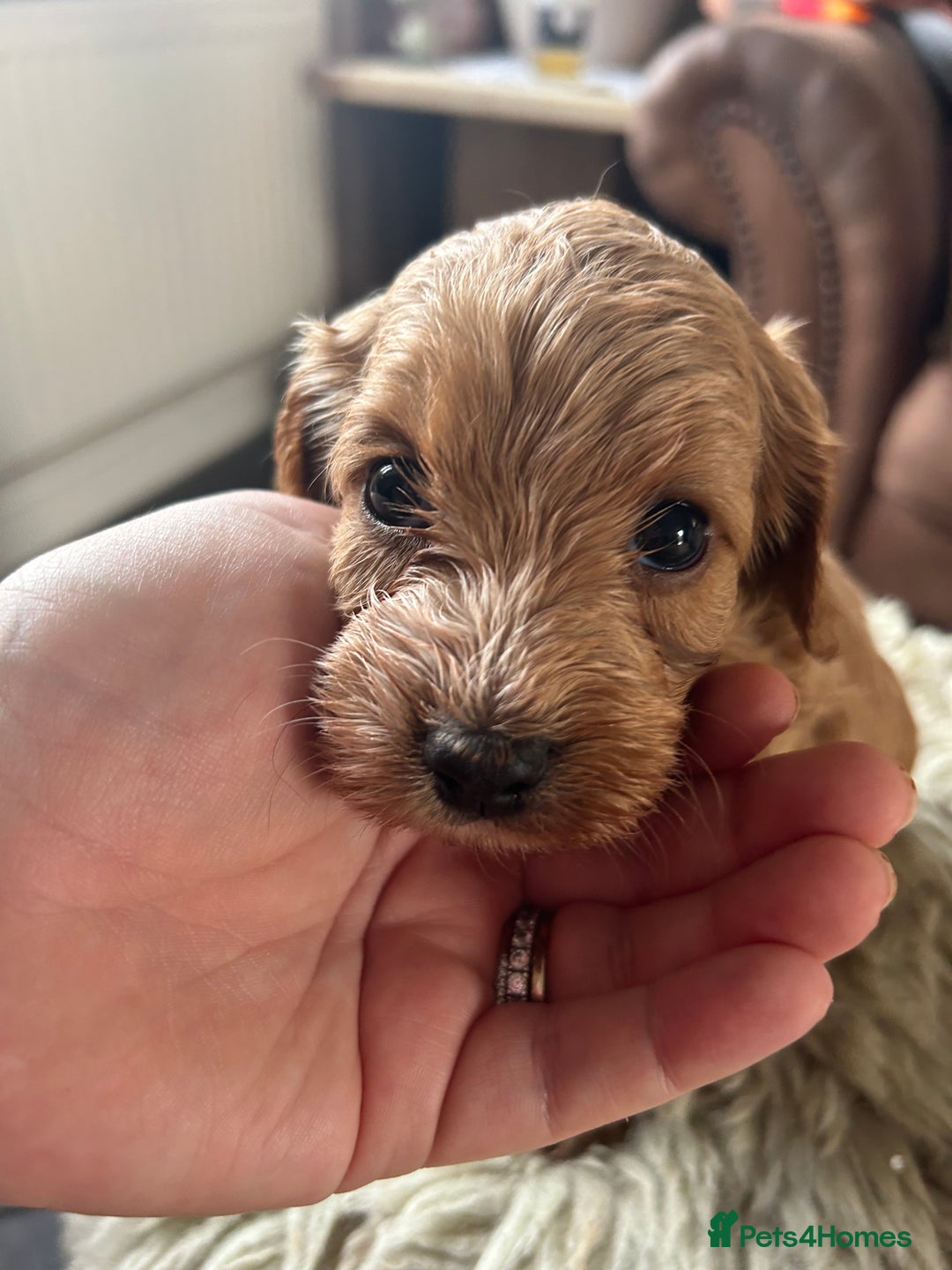 Cavapoo dogs for sale: ⭐️F1B COCKAPOO PUPS ⭐️ - Image 15