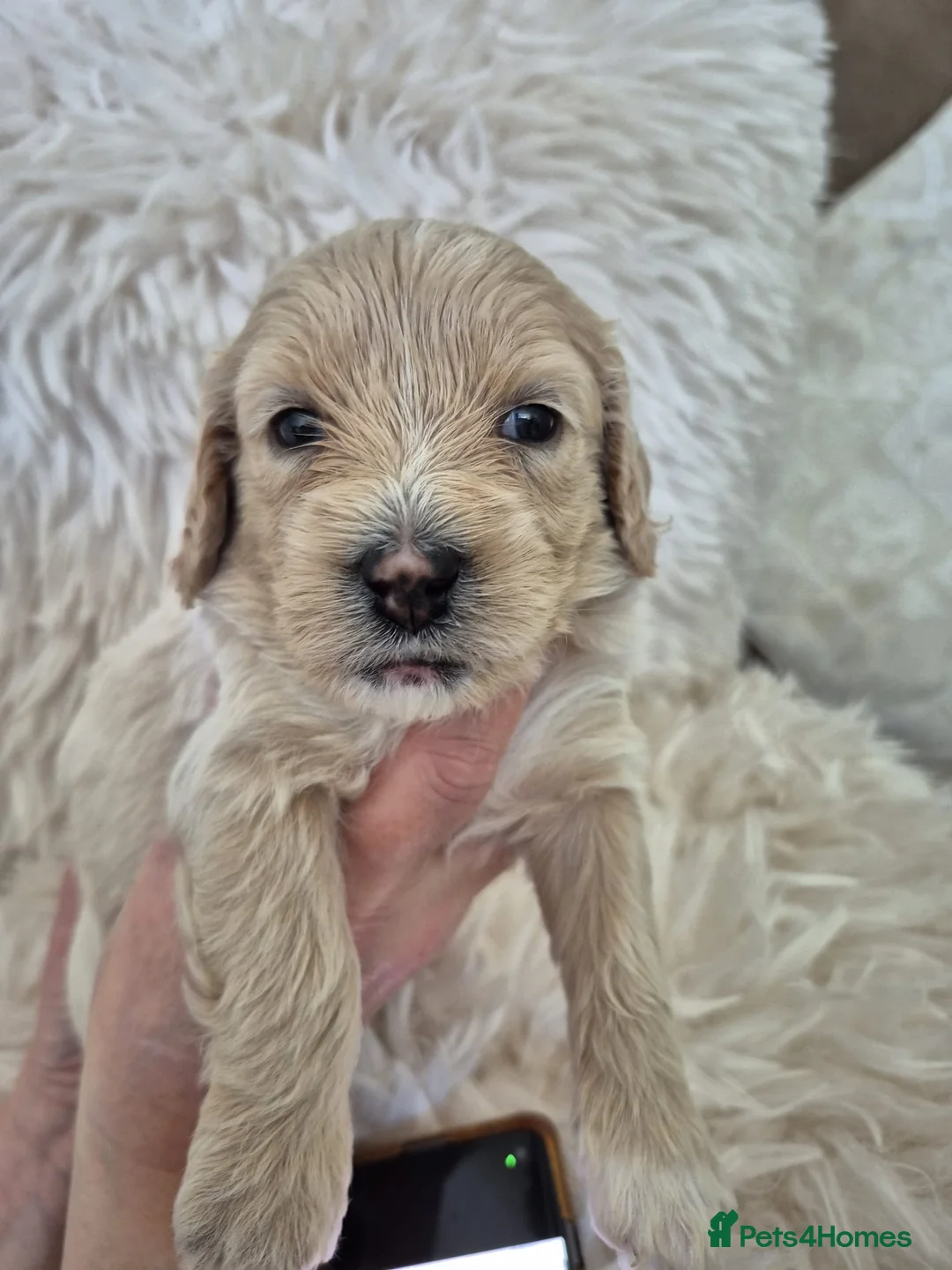 Mixed Breed dogs for sale: Beautiful little of cavapoochon puppies - Advert 15
