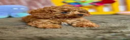 Cavapoo dogs for sale: Adorable teddy bear toy cavapoo health checked - Advert 26