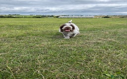 Italian Spinone dogs for sale: Stunning Spinones  - Image 5