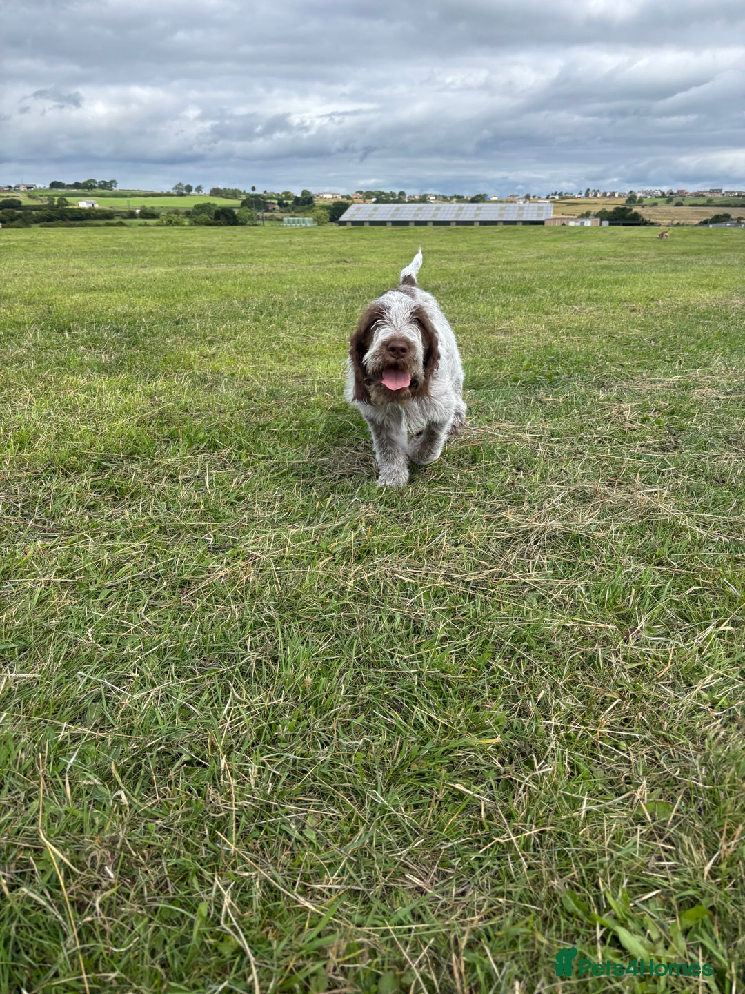 Italian Spinone dogs for sale: Stunning Spinones  - Image 5